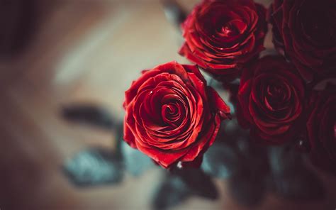 Red Rose Petals 4k Ultra Hd Wallpaper Background Image 3840x2400