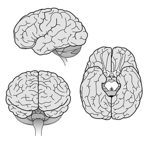 Brains Cognitive Neurosciences By Milan Vukelić Via Behance Brain