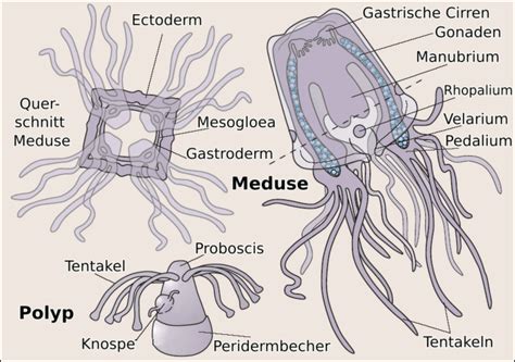 Box Jellyfish And Irukandji Characteristics Species And Venom Sea