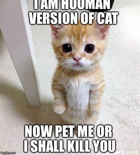 Cute Cat Meme Imgflip