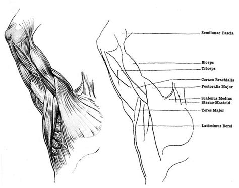 Muscles Near Armpit 600×472 Anatomy Pinterest Anatomy