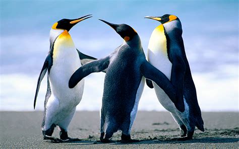Emperor Penguins Sunbathing On The Sandy Beach Desktop Wallpapers Hd