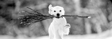 Black And White Winter Dogs Wallpapers Wallpaper Cave