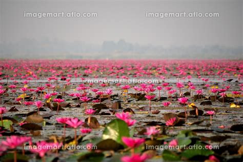 タイ ノンハン湖 タレーブアデーンの写真素材 149763383 イメージマート