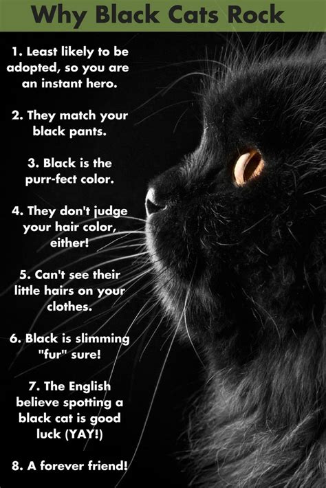 Wordless Wednesday Blog Hop Black Cat Appreciation Day Blogpaws