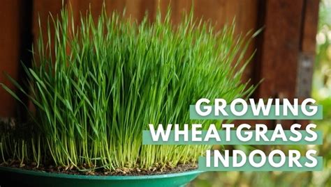 Growing Wheat Grass Indoors In 5 Simple Steps