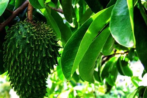 Check spelling or type a new query. 7 Tanaman Herbal Untuk Ramuan Asam Urat Tradisional Ampuh
