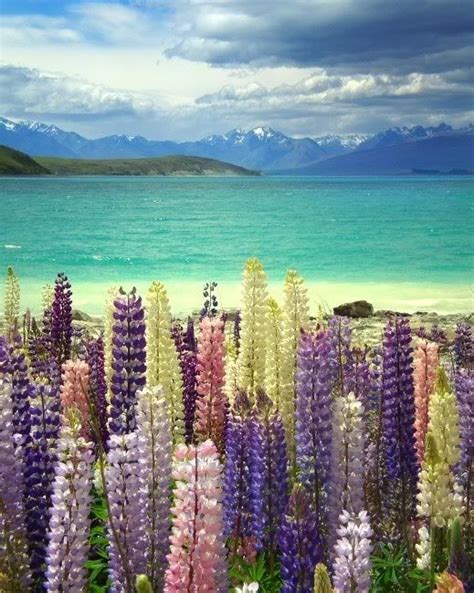 Lupines By Lake Tekapo Nzcheap Holioday Tours Package At