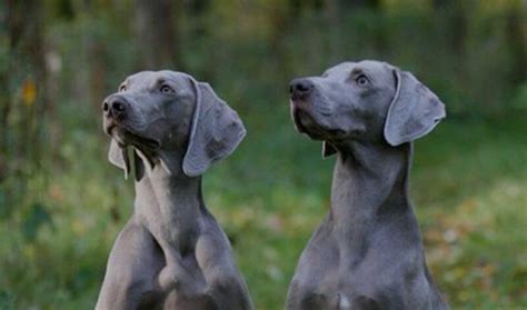 120 Gray Dog Names What Shade Of Silver Is Your Puppy