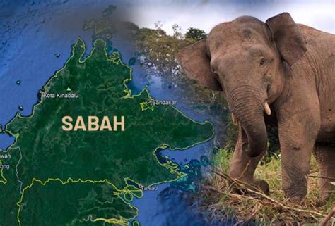 Travelers spent an average of 4.00 days in lahad datu airport. Gajah mati di Lahad Datu dipercayai akibat keracunan ...