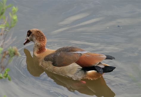 Egyptian Goose Fowl Free Image Download