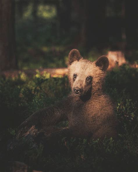 Young Photographer Creates A Bond With Wild Animals To Get These