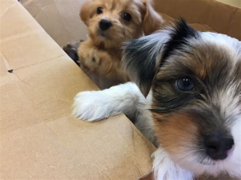 YorkiePoo Puppies For Sale | Erie, PA #225311 | Petzlover