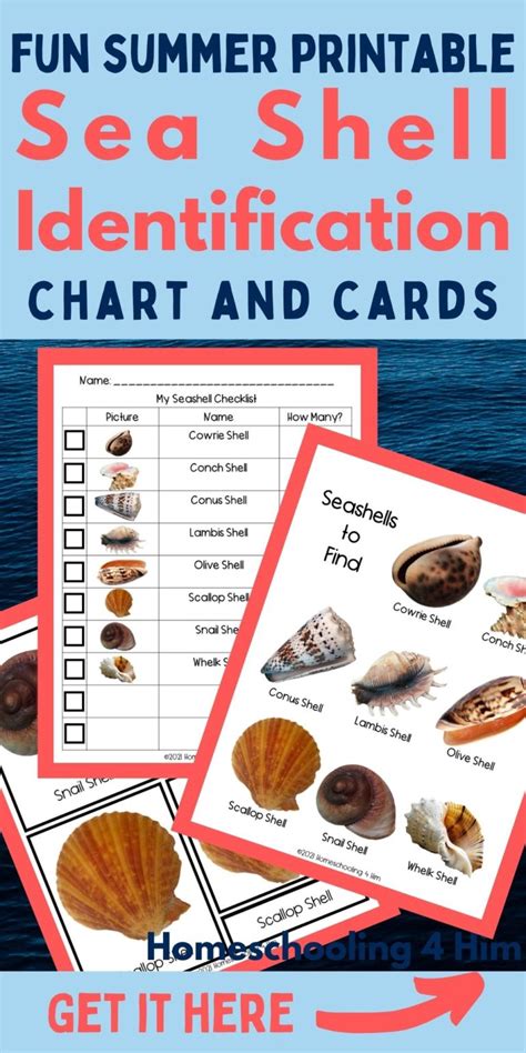 Seashell Identification Worksheet And Activities Homeschooling 4 Him