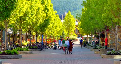 Whistler British Columbia Canada July 2015 Spring Time Trees In