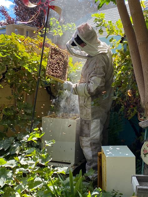 7185 Best Rbeekeeping Images On Pholder Is This The Queen
