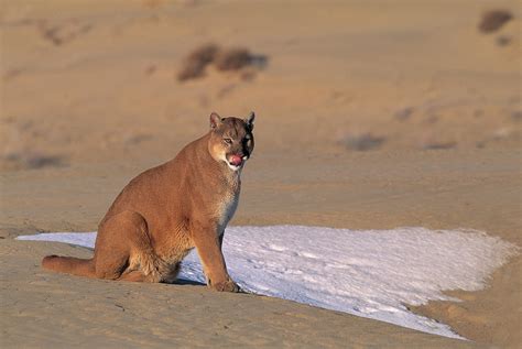 Puma Or Cougar Felis Concolor Uinta Photograph By Nhpa Fine Art America