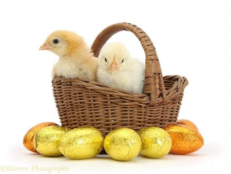 Yellow Bantam Chicks In Basket With Easter Eggs Photo Wp39923