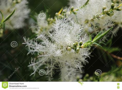 Melaleuca Tree In Bloom Stock Photo Image Of Flower 80122856