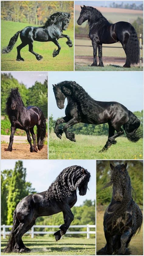 The Friesian Horse History Info Interesting Facts Artofit