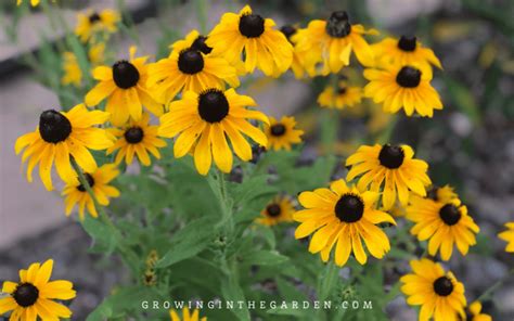 How To Grow Rudbeckia Black Eyed Susan Growing Tips Growing In The