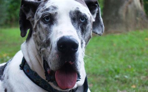 For many dog breeds, puppy food is commonly used to support the accelerated rate of growth that they experience as puppies. great dane puppy food recommendations Archives - Canna-Pet®