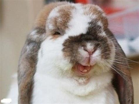 The most common bunny face material is cotton. 25 Very Funny Rabbit Pictures