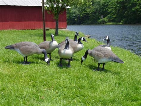 Geese in the poultry yard. Canada Goose Yard Ornament Ideas