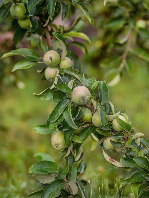 Young Green Apples On A Tree In The Garden Growing Organic Fruits On