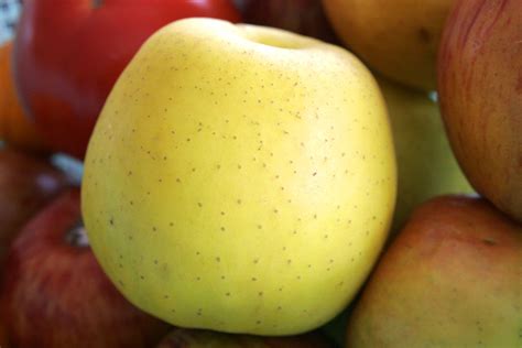 February 20 1995 Golden Delicious Apple Named Official State Fruit