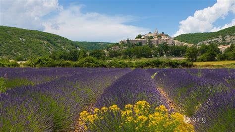 Lavender Garden Bing Wallpaper Preview