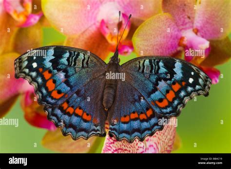 Sammamish Washington Tropical Butterfly Photograph Of Junonia Octavia The Gaudy Commodore From