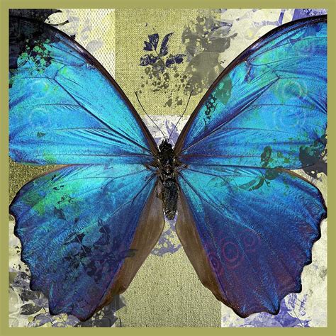 Butterfly Art S01bfr02 Digital Art By Variance Collections Pixels