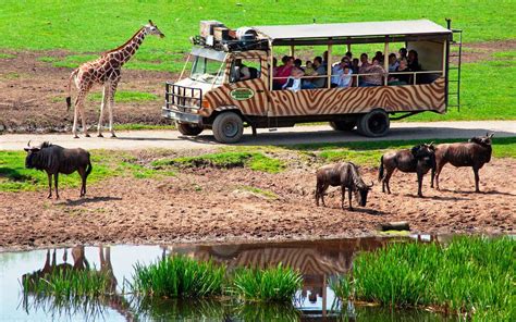 Para Amantes De Los Animales Los 5 Mejores Safaris De África Amo Viajar