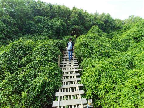 8 Hutan Mangrove Indonesia - Indonesian Climbing Record