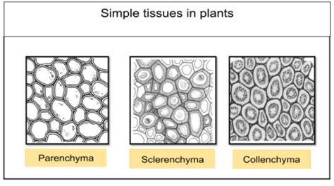Identify The Simple Tissue From The Followinga Parenchymab Xylem