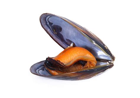 Moules