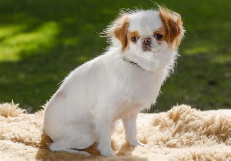 Japanese Chin Dog Breed Characteristic Daily And Care Facts