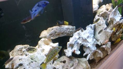 Odds are they'll handle any accidental mistakes you might make (this isn't permission, by the way). About T movement breeding Tropheus Cichlids! - YouTube