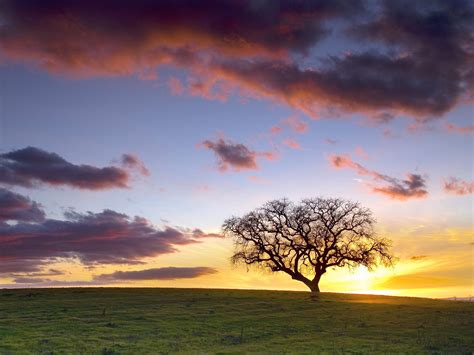 Lone Tree Hdr Wallpapers 69 Wallpapers Hd Wallpapers