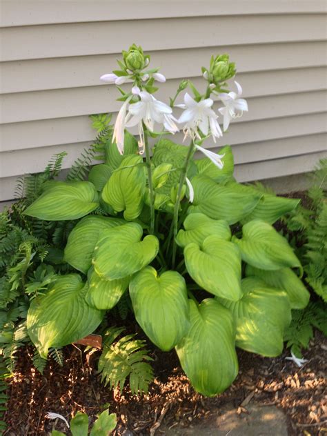 Pin By Stacey Pierce On Hostas I Have Hostas Perennials Lovely