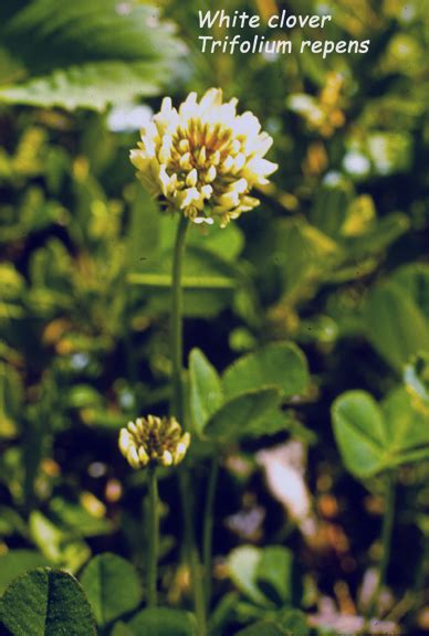 Trifolium Repens White Clover