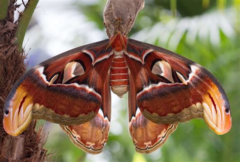 Giant atlas moth is a butterfly coming out only at night. Atlas moth | About the size of my hand. It's female and ...