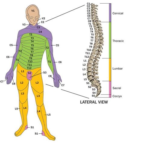 Spinal Cord Injury C34 C45 C56 T12 L3 L4 L5 S1 Nursing School