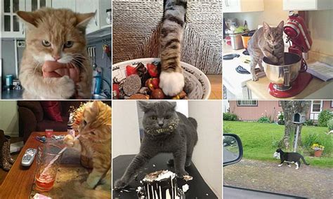 Hilarious Photographs Show Fearless Felines Stealing Daily Mail Online