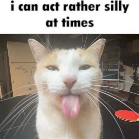 I Can Act Rather Silly At Times Silly Cats Know Your Meme