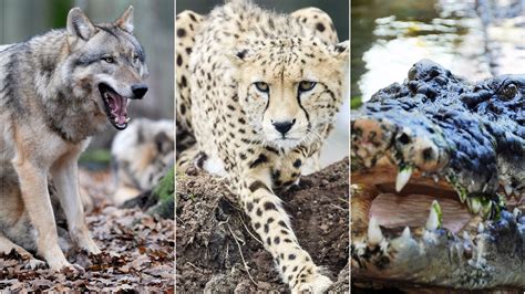 Wolves Cheetahs And Crocodiles Among Dangerous Animals Being Kept As