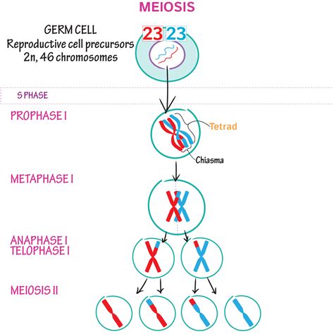 Basic Stages Of Meiosis Diagram