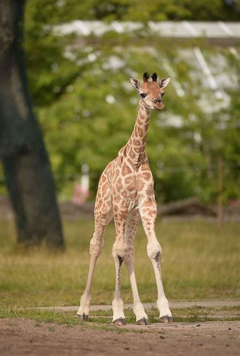 Kidepo Giraffe Calf Takes First Steps Cheshire Live