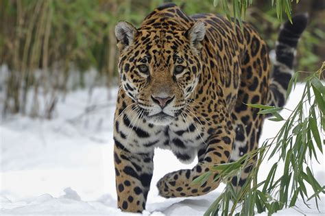 Picture Jaguar Big Cats Glance Animal